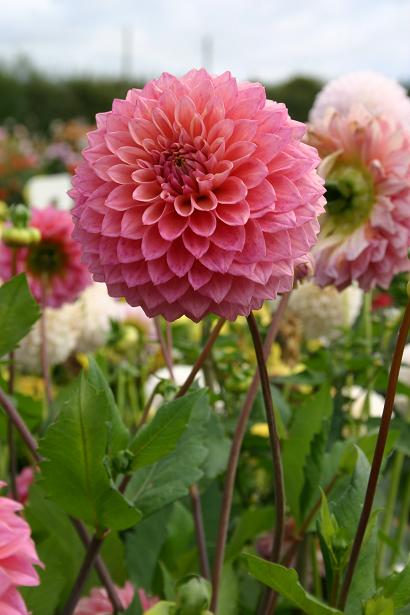 Dahlia 'Hallwood Asset ' 