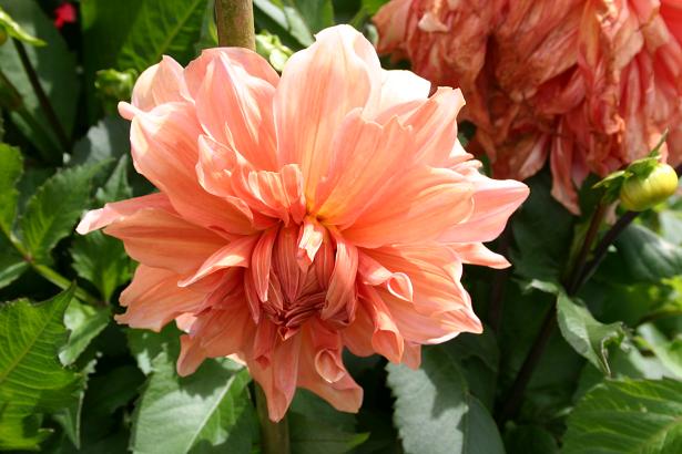 Dahlia 'Inca Glamour ' 