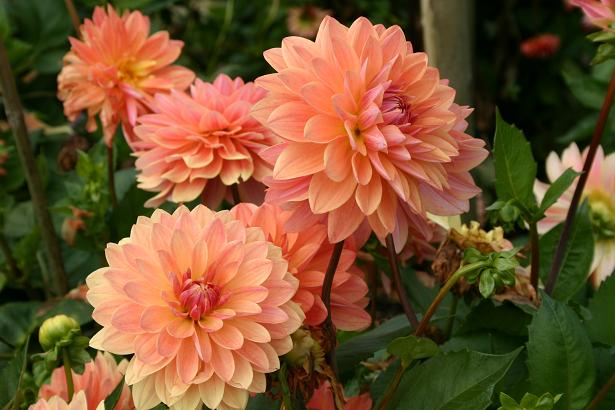 Dahlia 'Jack Hood ' 