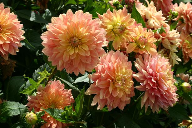 Dahlia 'Kaftan ' 