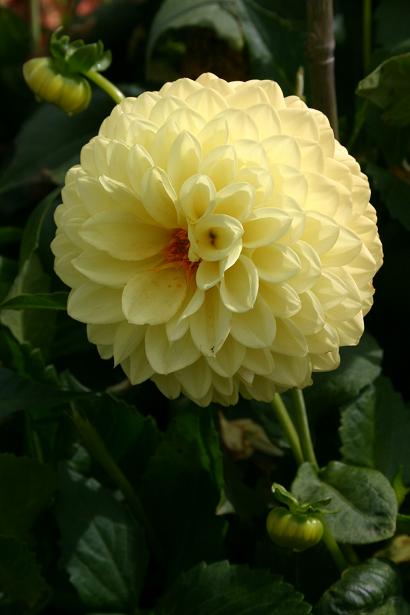 Dahlia 'Lady Linda ' 