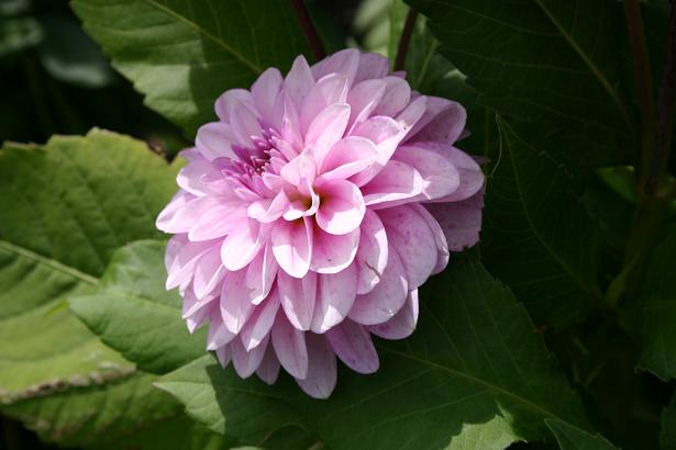 Dahlia 'Madame Vera ' 