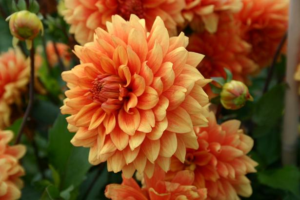 Dahlia 'Old Gold ' 