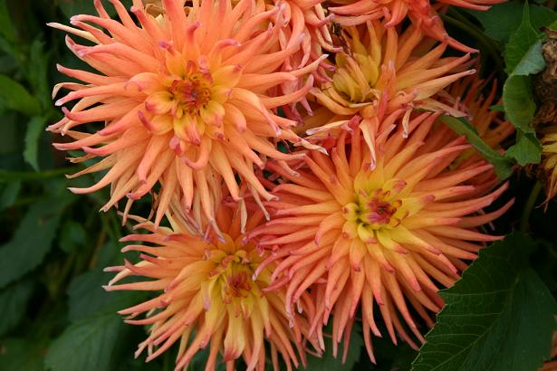 Dahlia 'Paint Box ' 