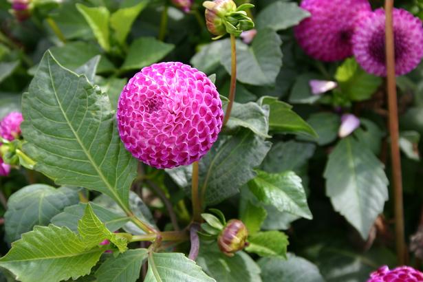 Dahlia 'Rachels Place ' 