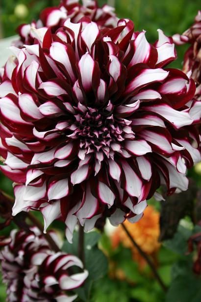 Dahlia 'Tartan ' 