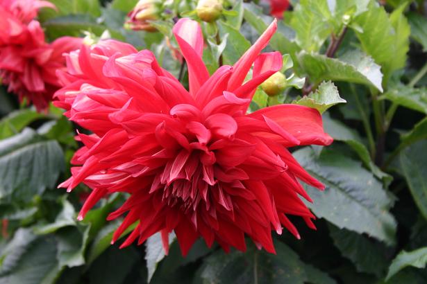 Dahlia 'Uchuu ' 