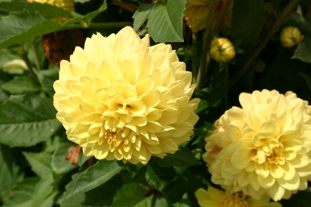 Dahlia 'Walter James ' 