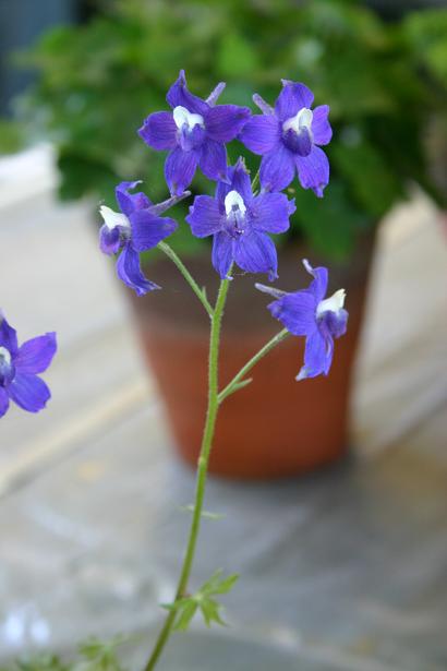 Delphinium orfordii 