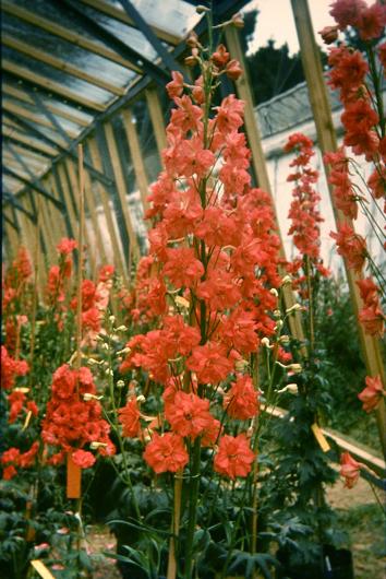 Delphinium 'Red Hybrids' 