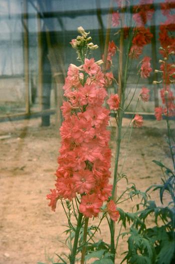 Delphinium 'Red Hybrids' 