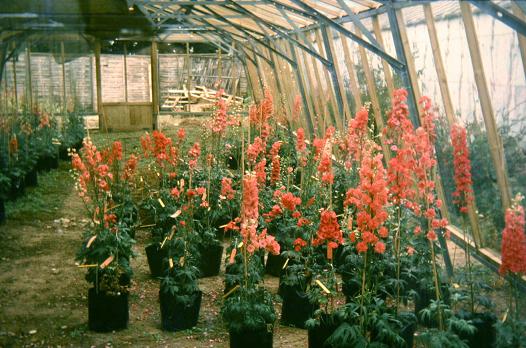 Delphinium 'Red Hybrids' 