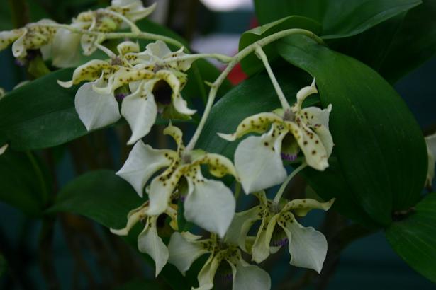 Dendrobium atroviolaceum 