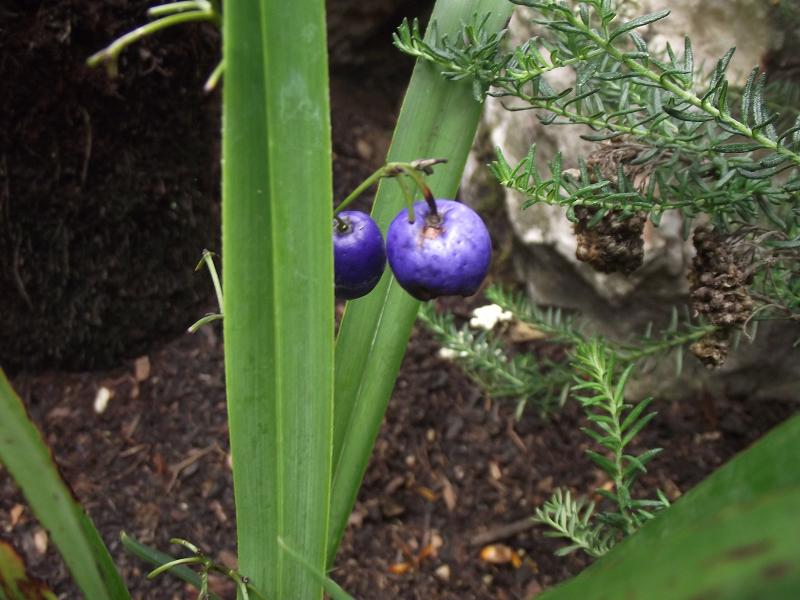 Dianella tasmanica 