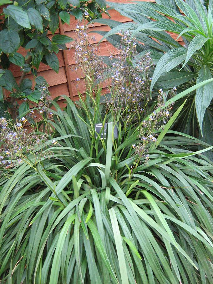 Dianella tasmanica 