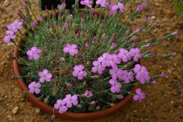 Dianthus 'Conwy Silver' 