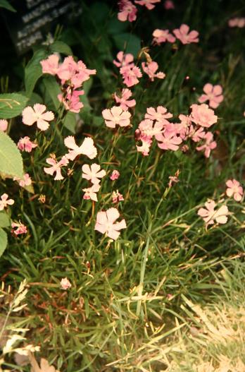 Dianthus nitidus 