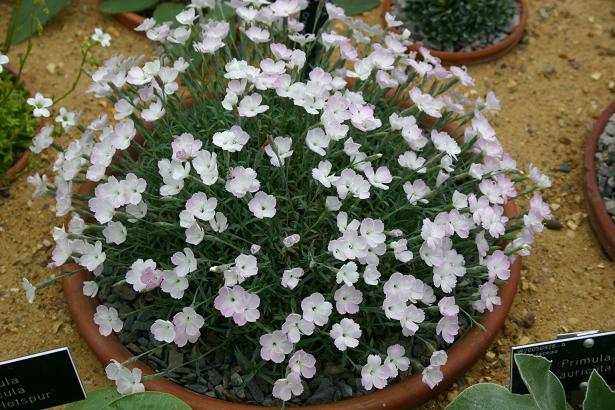 Dianthus 'Nyewoods Cream' 