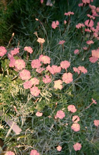 Dianthus preobrasilienski 