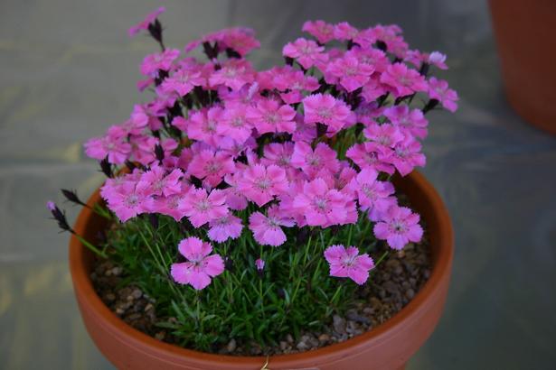 Dianthus 'Pudsey Prize' 