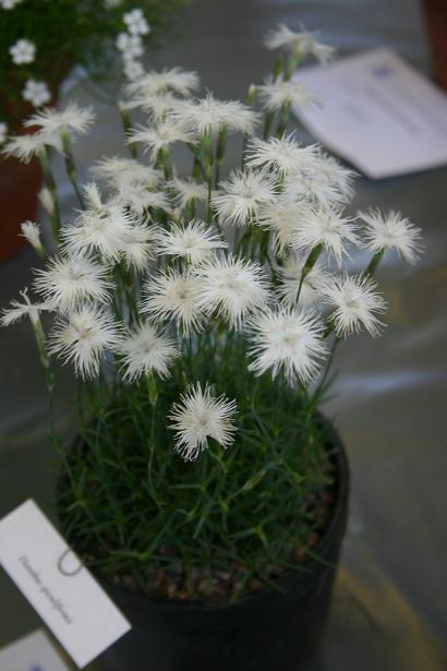 Dianthus spiculiformis 