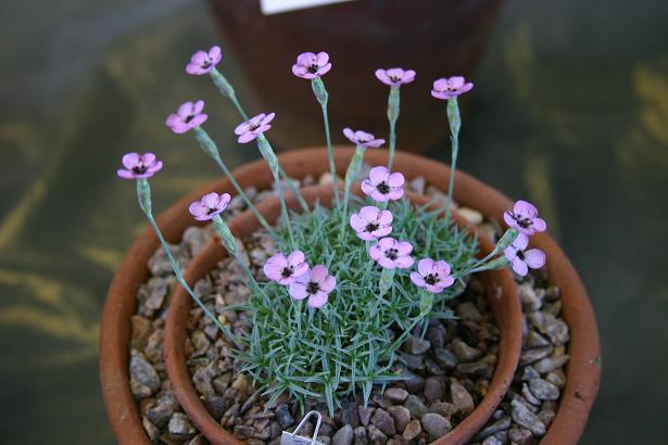 Dianthus strictus pulchellus 