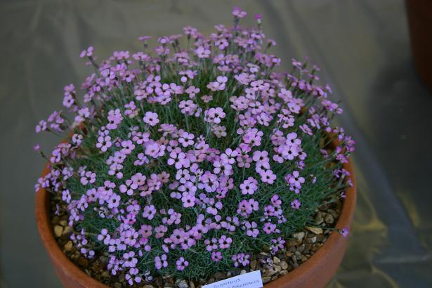 Dianthus strictus pulchellus 