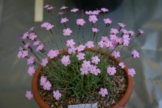 Dianthus subacaulis 'Mount Ventoux Form' 