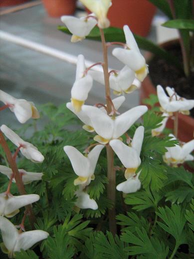 Dicentra cucullaria 