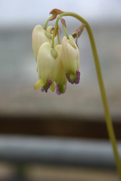 Dicentra formosa ssp oregana 