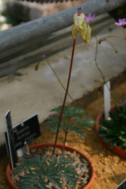 Dicentra formosa ssp oregana 