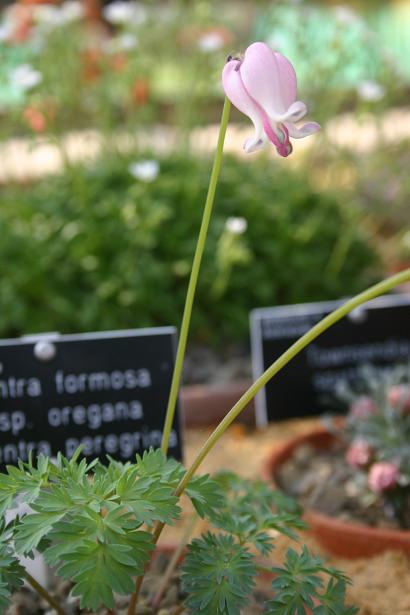 Cicentra (formosa ssp oregana x peregrina) 