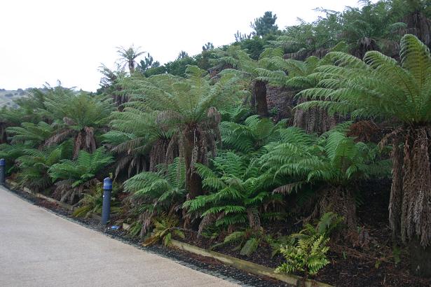 Dicksonia antartica 