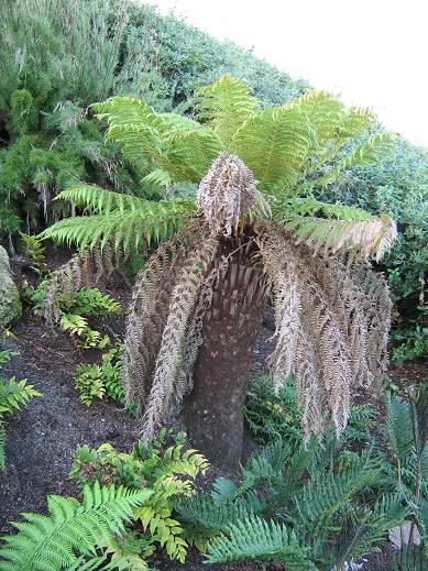 Dicksonia antartica 