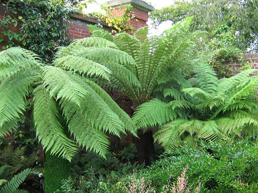 Dicksonia antartica 