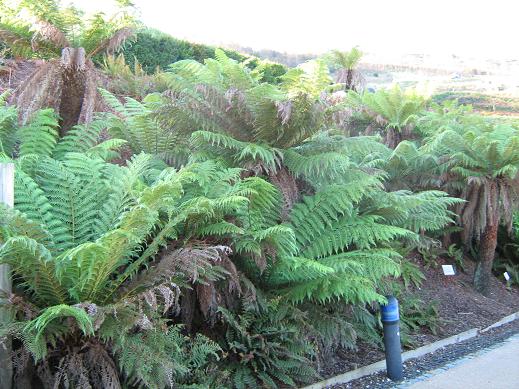 Dicksonia antartica 