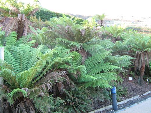 Dicksonia antartica 