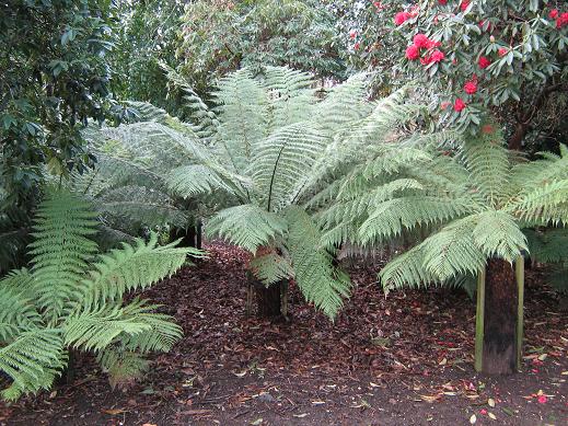 Dicksonia antartica 