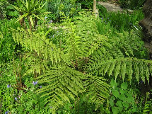 Dicksonia antartica 