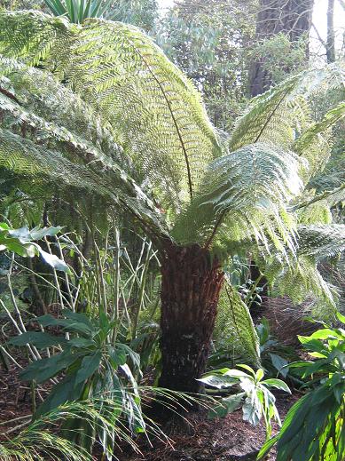 Dicksonia antartica 