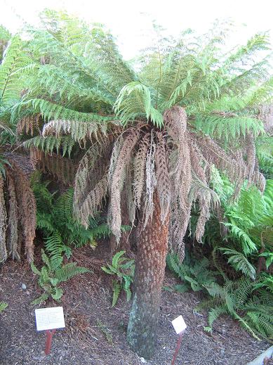 Dicksonia antartica 