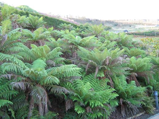 Dicksonia antartica 