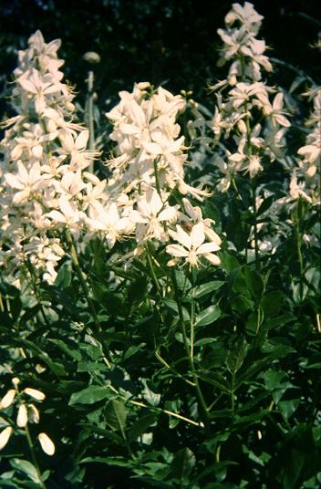 Dictamnus albus 'Albiflorus' 