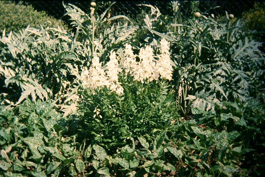 Dictamnus albus 'Albiflorus' 