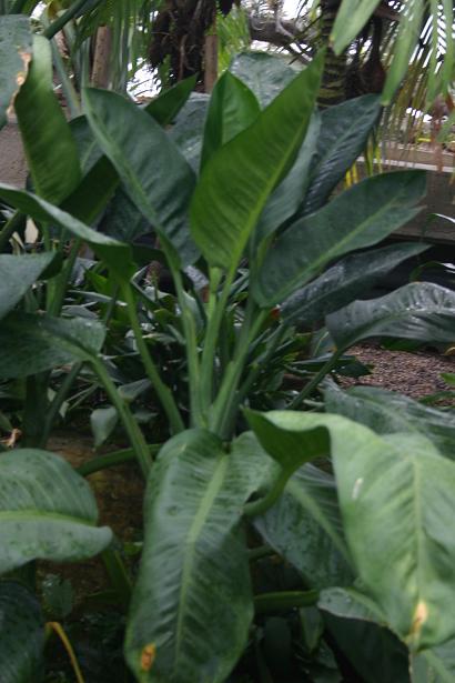 Dieffenbachia aglaonematifolia 