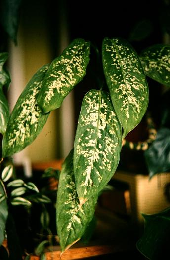 Dieffenbachia arvida 'Exotica' 