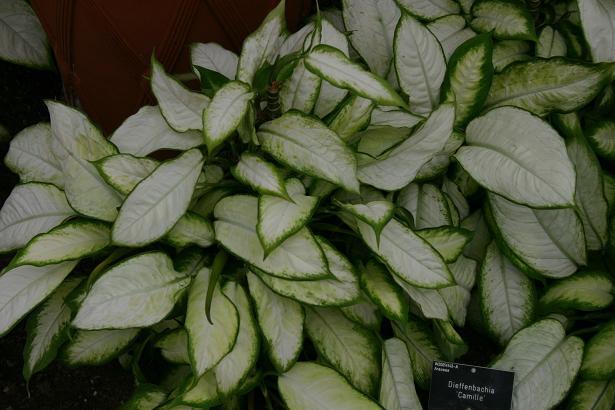 Dieffenbachia 'Camille' 