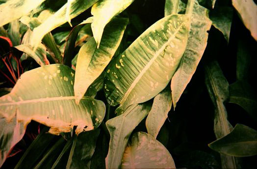 Dieffenbachia imperialis 