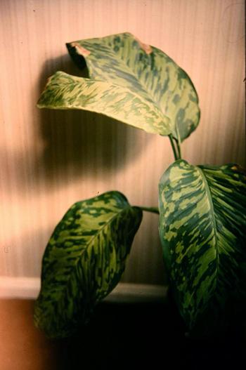 Dieffenbachia 'Leopoldii' 