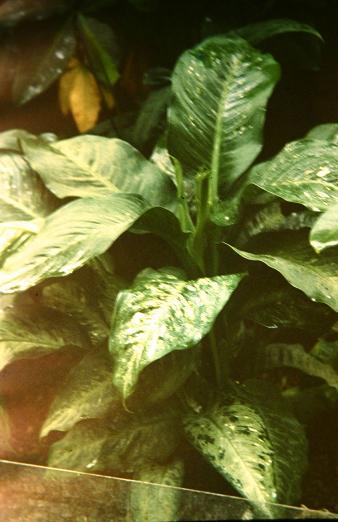 Dieffenbachia memoria-corsii 